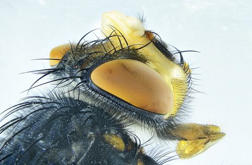 Calliphora vicina